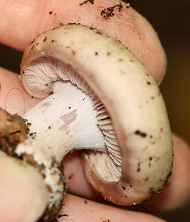Wood Blewit - Lepista nuda Cap was buff with a little bit of brown in one spot and had a strongly inrolled margin. Very pale lilac gills with short gills frequent. White stipe with an abruptly bulbous base. No odor detected.

Habitat: Growing on the ground near a swamp; mixed forest
https://www.jungledragon.com/image/144970/wood_blewit_-_lepista_nuda.html
https://www.jungledragon.com/image/144972/wood_blewit_-_lepista_nuda.html
https://www.jungledragon.com/image/144971/wood_blewit_-_lepista_nuda.html Fall,Geotagged,Lepista nuda,United States,Wood blewit