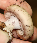 Wood Blewit - Lepista nuda Cap was buff with a little bit of brown in one spot and had a strongly inrolled margin. Very pale lilac gills with short gills frequent. White stipe with an abruptly bulbous base. No odor detected.<br />
<br />
Habitat: Growing on the ground near a swamp; mixed forest<br />
https://www.jungledragon.com/image/144970/wood_blewit_-_lepista_nuda.html<br />
https://www.jungledragon.com/image/144972/wood_blewit_-_lepista_nuda.html<br />
https://www.jungledragon.com/image/144971/wood_blewit_-_lepista_nuda.html Fall,Geotagged,Lepista nuda,United States,Wood blewit