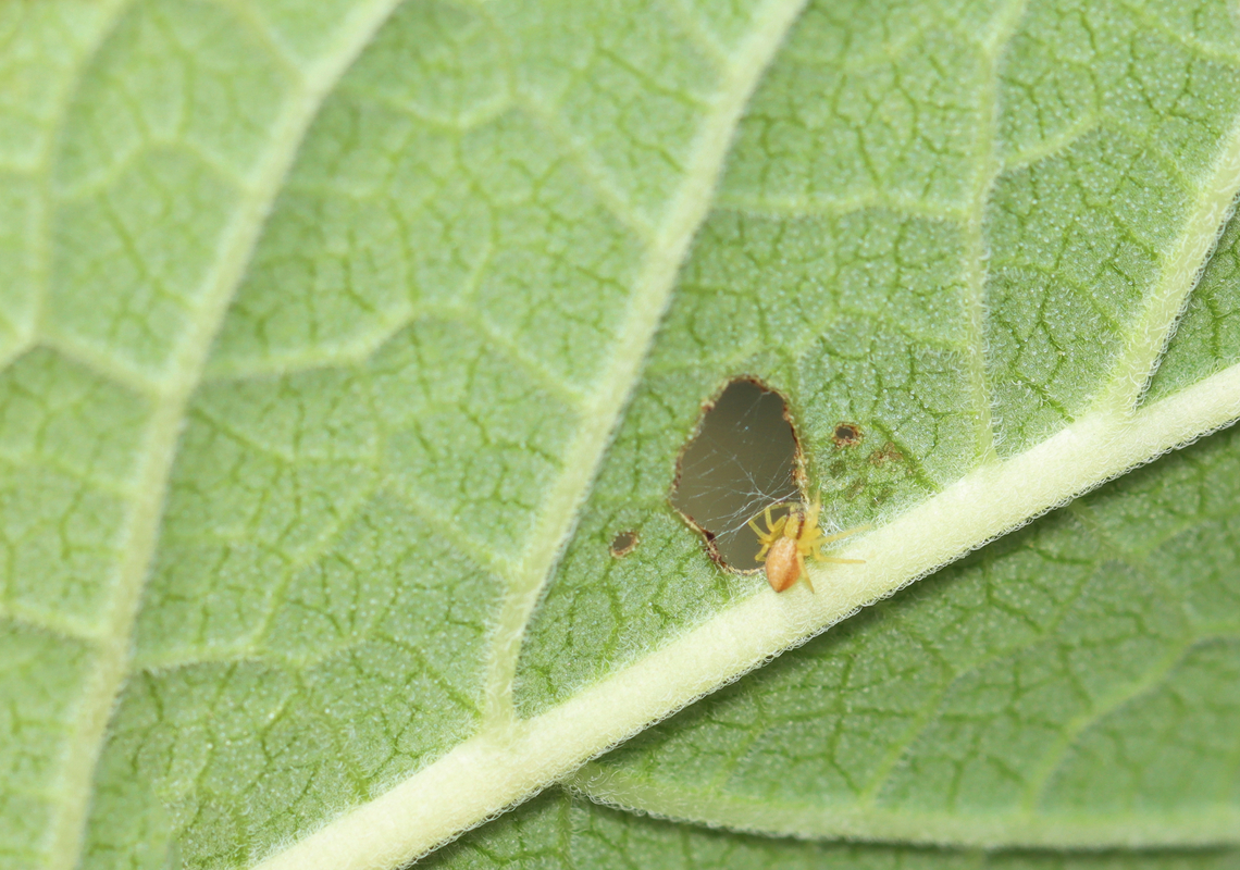 White-striped Running Crab Spider - Philodromus rufus Genus should be correct, but the species ID is tentative. <br />
<br />
Habitat: Meadow Geotagged,Philodromus,Philodromus rufus,Summer,United States,White-striped Running Crab Spider,crab spider,spider