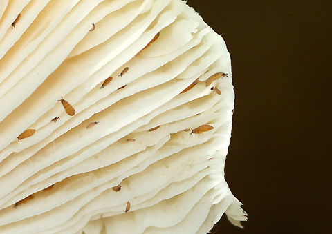 Springtails - Family Hypogastruridae Habitat: Mushroom gills; mixed forest Collembola,Fall,Geotagged,Hypogastruridae,Poduromorpha,United States,springtail