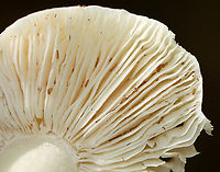 Mushroom - Tricholomataceae, Tricholoma subresplendens Notched gills suggest Tricholoma sp., but the species ID is tentative.<br />
<br />
Habitat: Growing in moss; mixed forest with mostly deciduous trees, but some eastern hemlock and pine as well.<br />
https://www.jungledragon.com/image/145028/mushroom_-_tricholomataceae_tricholoma_subresplendens.html Fall,Geotagged,Tricholoma subresplendens,United States