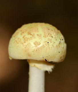 Mushroom - Amanita sp., section Validae, series Mappae, stirps Citrina How's that for a title? Amanita is a genus that baffles me. The possible species IDs are A. lavendula, A. americitrina, or A. cornelihybrida. I didn't figure any of this out, but got help from a super helpful guy on MO.

Habitat: It was growing on the ground in a grassy area of a mostly deciduous forest. Amanita stirps citrina,Fall,Geotagged,United States,amanita,fungus,mappae,mushroom,section validae,series Mappae,stirps Citrina,validae