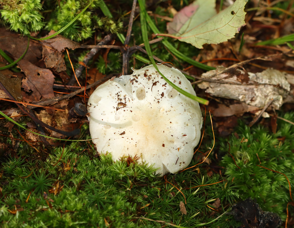 Mushroom - Tricholomataceae,  Tricholoma subresplendens Notched gills suggest Tricholoma sp., but the species ID is tentative.<br />
<br />
Habitat: Growing in moss; mixed forest with mostly deciduous trees, but some eastern hemlock and pine as well.<br />
<figure class="photo"><a href="https://www.jungledragon.com/image/145026/mushroom_-_tricholomataceae_tricholoma_subresplendens.html" title="Mushroom - Tricholomataceae, Tricholoma subresplendens"><img src="https://s3.amazonaws.com/media.jungledragon.com/images/3232/145026_thumb.jpg?AWSAccessKeyId=05GMT0V3GWVNE7GGM1R2&Expires=1759968010&Signature=uF7PTX0JKOdBbTA7EhqosVdw9eE%3D" width="200" height="158" alt="Mushroom - Tricholomataceae, Tricholoma subresplendens Notched gills suggest Tricholoma sp., but the species ID is tentative.<br />
<br />
Habitat: Growing in moss; mixed forest with mostly deciduous trees, but some eastern hemlock and pine as well.<br />
https://www.jungledragon.com/image/145028/mushroom_-_tricholomataceae_tricholoma_subresplendens.html Fall,Geotagged,Tricholoma subresplendens,United States" /></a></figure> Fall,Geotagged,Tricholoma,Tricholoma subresplendens,Tricholomataceae,United States,fungus,mushroom