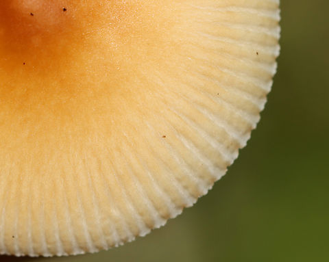 Tawny Grisette - Amanita fulva Habitat: Growing on the ground; mixed, but mostly deciduous forest Amanita,Amanita fulva,Fall,Geotagged,Tawny Grisette,United States,fungus,mushroom