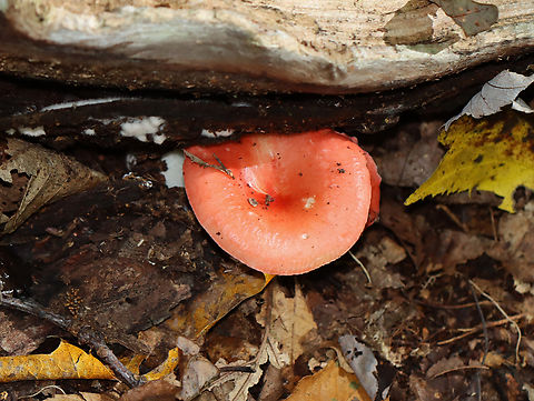 Mushroom - Russula sp., maybe Russula cystidiosa Most Russula mushrooms are so hard to ID to species. I think this might be Russula cystidiosa because the skin on the cap easily peeled all the way to the center. Caps were broadly convex with sunken centers, slightly lined margins, and were tacky. White gills that were attached to stipe.

Habitat: Growing on the ground in a deciduous forest. Nearest trees were oak.
https://www.jungledragon.com/image/145032/mushroom_-_russula_sp._maybe_russula_cystidiosa.html Fall,Geotagged,Russula,United States,fungus,mushroom