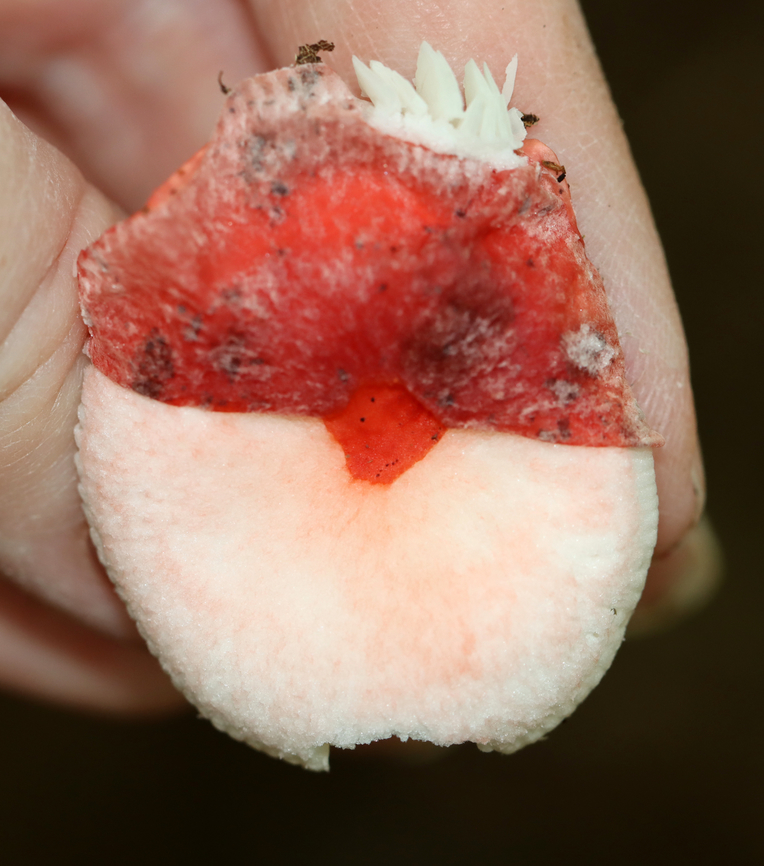 Mushroom - Russula sp., maybe Russula cystidiosa Most Russula mushrooms are so hard to ID to species. I think this might be Russula cystidiosa because the skin on the cap easily peeled all the way to the center. Caps were broadly convex with sunken centers, slightly lined margins, and were tacky. White gills that were attached to stipe.<br />
<br />
Habitat: Growing on the ground in a deciduous forest. Nearest trees were oak.<br />
<figure class="photo"><a href="https://www.jungledragon.com/image/145031/mushroom_-_russula_sp._maybe_russula_cystidiosa.html" title="Mushroom - Russula sp., maybe Russula cystidiosa"><img src="https://s3.amazonaws.com/media.jungledragon.com/images/3232/145031_thumb.jpg?AWSAccessKeyId=05GMT0V3GWVNE7GGM1R2&Expires=1759968010&Signature=%2Fhb9QM1HDut15Fdww0Y%2BXE1fLto%3D" width="200" height="152" alt="Mushroom - Russula sp., maybe Russula cystidiosa Most Russula mushrooms are so hard to ID to species. I think this might be Russula cystidiosa because the skin on the cap easily peeled all the way to the center. Caps were broadly convex with sunken centers, slightly lined margins, and were tacky. White gills that were attached to stipe.<br />
<br />
Habitat: Growing on the ground in a deciduous forest. Nearest trees were oak.<br />
https://www.jungledragon.com/image/145032/mushroom_-_russula_sp._maybe_russula_cystidiosa.html Fall,Geotagged,Russula,United States,fungus,mushroom" /></a></figure> Fall,Geotagged,United States