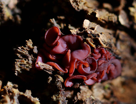 Jelly Drops - Ascocoryne sarcoides Habitat: Rotten hardwood; deciduous forest Ascocoryne,Ascocoryne sarcoides,Fall,Geotagged,Jelly Drops,United States,fungus,jelly fungus