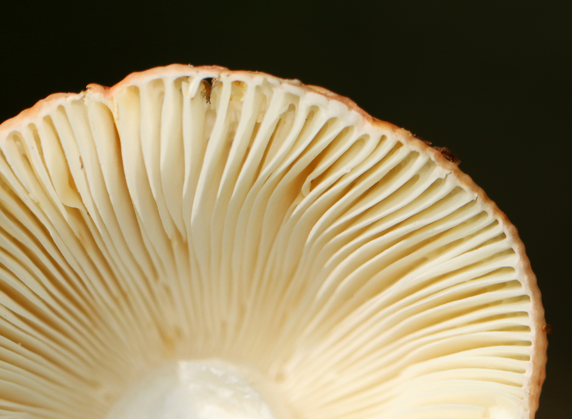 Mushroom - Russula sp. Habitat: Growing on the ground; deciduous forest<br />
<figure class="photo"><a href="https://www.jungledragon.com/image/145156/mushroom_-_russula_sp.html" title="Mushroom - Russula sp."><img src="https://s3.amazonaws.com/media.jungledragon.com/images/3232/145156_thumb.jpg?AWSAccessKeyId=05GMT0V3GWVNE7GGM1R2&Expires=1759968010&Signature=lLdKsxFfpacic%2FQasmA4EfkeiPs%3D" width="200" height="148" alt="Mushroom - Russula sp. Habitat: Growing on the ground; deciduous forest<br />
https://www.jungledragon.com/image/145156/mushroom_-_russula_sp.html<br />
https://www.jungledragon.com/image/145160/mushroom_-_russula_sp.html<br />
https://www.jungledragon.com/image/145157/mushroom_-_russula_sp.html Fall,Geotagged,United States" /></a></figure><br />
<figure class="photo"><a href="https://www.jungledragon.com/image/145160/mushroom_-_russula_sp.html" title="Mushroom - Russula sp."><img src="https://s3.amazonaws.com/media.jungledragon.com/images/3232/145160_thumb.jpg?AWSAccessKeyId=05GMT0V3GWVNE7GGM1R2&Expires=1759968010&Signature=7MtojHroj%2B6Qskp42hyDdPYVBWg%3D" width="200" height="160" alt="Mushroom - Russula sp. Habitat: Growing on the ground; deciduous forest<br />
https://www.jungledragon.com/image/145156/mushroom_-_russula_sp.html<br />
https://www.jungledragon.com/image/145160/mushroom_-_russula_sp.html<br />
https://www.jungledragon.com/image/145157/mushroom_-_russula_sp.html Fall,Geotagged,United States,fungus,mushroom,russula" /></a></figure><br />
<figure class="photo"><a href="https://www.jungledragon.com/image/145157/mushroom_-_russula_sp.html" title="Mushroom - Russula sp."><img src="https://s3.amazonaws.com/media.jungledragon.com/images/3232/145157_thumb.jpg?AWSAccessKeyId=05GMT0V3GWVNE7GGM1R2&Expires=1759968010&Signature=tJnJsZoHfkbixbOKMJZEi5lDZfo%3D" width="200" height="152" alt="Mushroom - Russula sp. Habitat: Growing on the ground; deciduous forest<br />
https://www.jungledragon.com/image/145156/mushroom_-_russula_sp.html<br />
https://www.jungledragon.com/image/145160/mushroom_-_russula_sp.html<br />
https://www.jungledragon.com/image/145157/mushroom_-_russula_sp.html Fall,Geotagged,United States" /></a></figure> Fall,Geotagged,United States