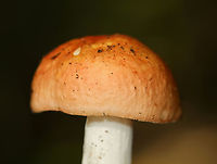 Mushroom - Russula sp. Habitat: Growing on the ground; deciduous forest<br />
https://www.jungledragon.com/image/145156/mushroom_-_russula_sp.html<br />
https://www.jungledragon.com/image/145160/mushroom_-_russula_sp.html<br />
https://www.jungledragon.com/image/145157/mushroom_-_russula_sp.html Fall,Geotagged,United States