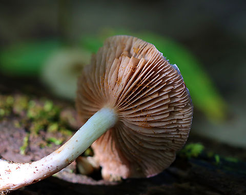 Spotted Cort - Cortinarius iodes Habitat: Growing alone on the ground next to a rotting log; deciduous forest. Cortinarius iodes,Fall,Geotagged,Spotted cort,United States,cort,cortinarius,fungus,mushroom