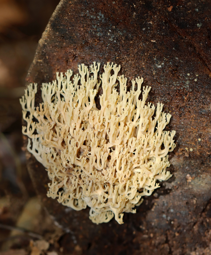 Crown-Tipped Coral - Artomyces pyxidatus Habitat: Growing on hardwood Artomyces,Artomyces pyxidatus,Crown-Tipped Coral Fungus,Fall,Geotagged,United States,coral fungus,fungus