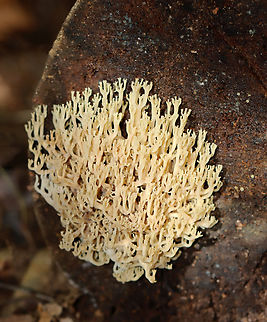 Crown-Tipped Coral - Artomyces pyxidatus Habitat: Growing on hardwood Artomyces,Artomyces pyxidatus,Crown-Tipped Coral Fungus,Fall,Geotagged,United States,coral fungus,fungus