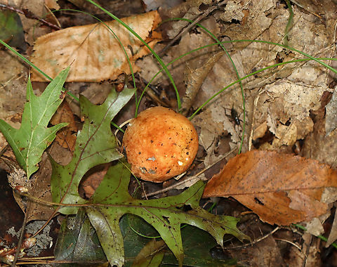 Mushroom - Russula sp. Habitat: Growing on the ground; deciduous forest
https://www.jungledragon.com/image/145156/mushroom_-_russula_sp.html
https://www.jungledragon.com/image/145160/mushroom_-_russula_sp.html
https://www.jungledragon.com/image/145157/mushroom_-_russula_sp.html Fall,Geotagged,United States,fungus,mushroom,russula