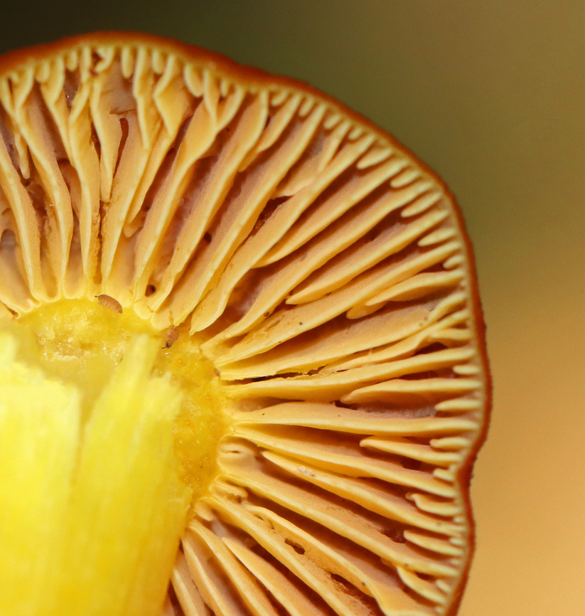 Mushroom - Hygrocybe punicea *It&#039;s definitely Hygrocybe, but the species is tentative.<br />
<br />
Habitat: Growing on the ground in a mixed forest with oak, beech, maple, and eastern hemlock growing nearby. Fall,Geotagged,Hygrocybe punicea,United States