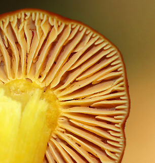 Mushroom - Hygrocybe punicea *It's definitely Hygrocybe, but the species is tentative.
Habitat: Growing on the ground in a mixed forest with oak, beech, maple, and eastern hemlock growing nearby. Fall,Geotagged,Hygrocybe punicea,United States