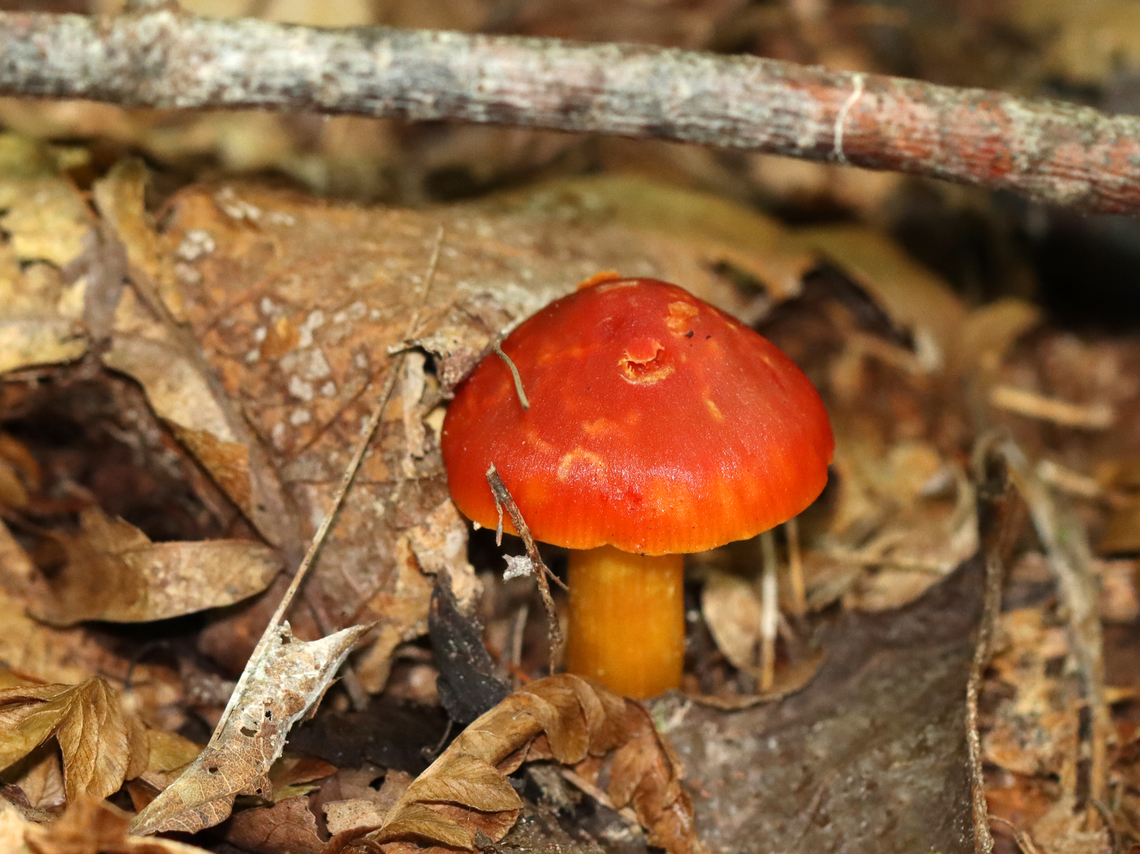 Mushroom - Hygrocybe punicea *It&#039;s definitely Hygrocybe, but the species is tentative.<br />
<br />
Habitat: Growing on the ground in a mixed forest with oak, beech, maple, and eastern hemlock growing nearby. Fall,Geotagged,Hygrocybe punicea,United States
