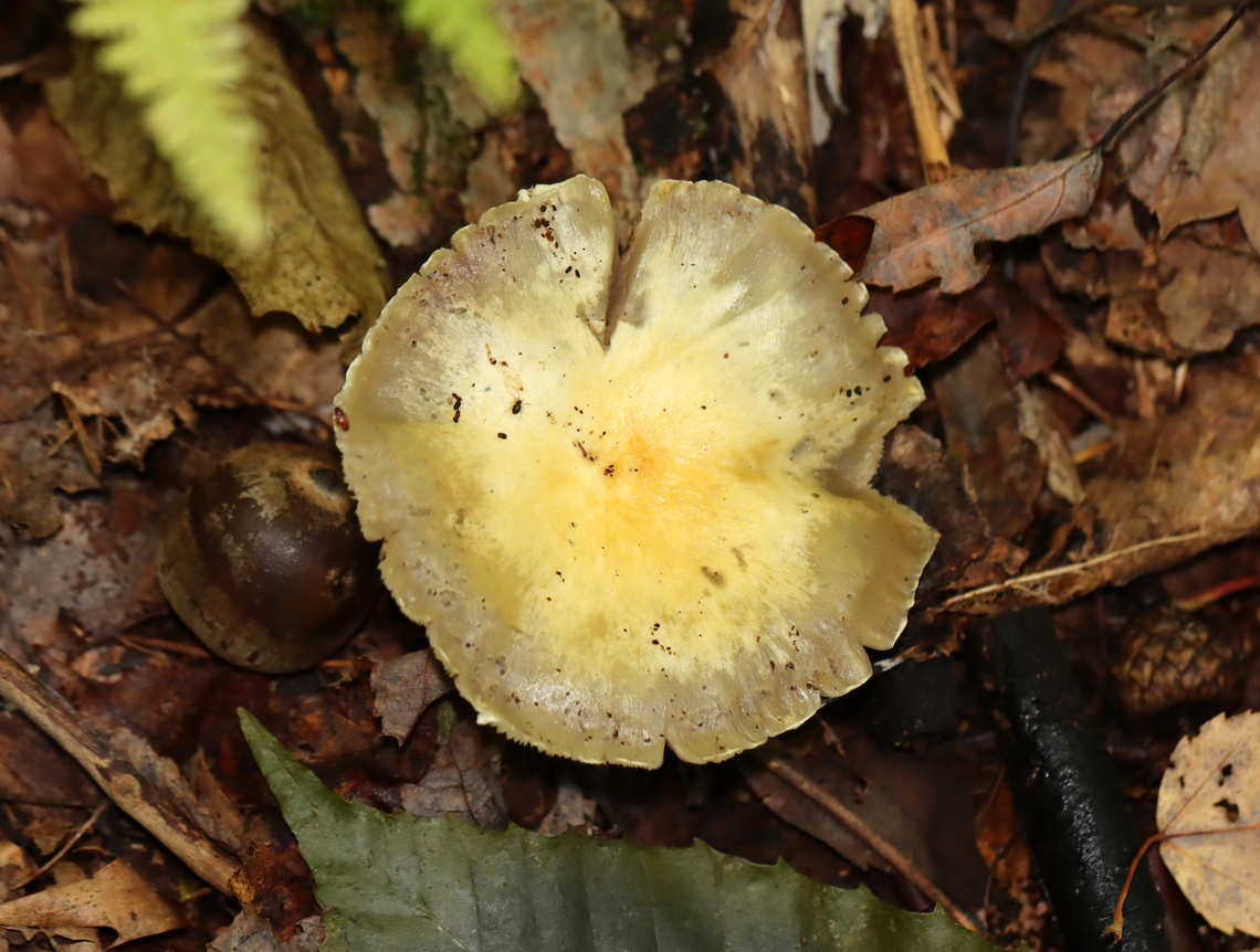 Mushroom - Agaricales, possibly Cortinarius sp. I have no clue what this is and have posted it in 5 different groups so far looking for help.<br />
<br />
Habitat: Growing on the ground in a mostly deciduous forest. Nearby trees include oak and maple. There was a small stream not far off.<br />
<figure class="photo"><a href="https://www.jungledragon.com/image/145205/mushroom_-_agaricales_possibly_cortinarius_sp.html" title="Mushroom - Agaricales, possibly Cortinarius sp."><img src="https://s3.amazonaws.com/media.jungledragon.com/images/3232/145205_thumb.jpg?AWSAccessKeyId=05GMT0V3GWVNE7GGM1R2&Expires=1765411210&Signature=zba89KpKCbL4m9%2B56dNJvIkLVnc%3D" width="128" height="152" alt="Mushroom - Agaricales, possibly Cortinarius sp. I have no clue what this is and have posted it in 5 different groups so far looking for help.<br />
<br />
Habitat: Growing on the ground in a mostly deciduous forest. Nearby trees include oak and maple. There was a small stream not far off.<br />
https://www.jungledragon.com/image/145205/mushroom_-_agaricales.html<br />
https://www.jungledragon.com/image/145208/mushroom_-_agaricales.html<br />
https://www.jungledragon.com/image/145207/mushroom_-_agaricales.html Cortinarius,Fall,Geotagged,United States" /></a></figure><br />
<figure class="photo"><a href="https://www.jungledragon.com/image/145208/mushroom_-_agaricales_possibly_cortinarius_sp.html" title="Mushroom - Agaricales, possibly Cortinarius sp."><img src="https://s3.amazonaws.com/media.jungledragon.com/images/3232/145208_thumb.jpg?AWSAccessKeyId=05GMT0V3GWVNE7GGM1R2&Expires=1765411210&Signature=xI8gzMOArT5S%2F0ChR30OrGjUuSM%3D" width="200" height="148" alt="Mushroom - Agaricales, possibly Cortinarius sp. I have no clue what this is and have posted it in 5 different groups so far looking for help.<br />
<br />
Habitat: Growing on the ground in a mostly deciduous forest. Nearby trees include oak and maple. There was a small stream not far off.<br />
https://www.jungledragon.com/image/145205/mushroom_-_agaricales.html<br />
https://www.jungledragon.com/image/145208/mushroom_-_agaricales.html<br />
https://www.jungledragon.com/image/145207/mushroom_-_agaricales.html Agaricales,Agaricomycetes,Fall,Geotagged,United States,cortinarius,fungus,mushroom" /></a></figure><br />
<figure class="photo"><a href="https://www.jungledragon.com/image/145207/mushroom_-_agaricales_possibly_cortinarius_sp.html" title="Mushroom - Agaricales, possibly Cortinarius sp."><img src="https://s3.amazonaws.com/media.jungledragon.com/images/3232/145207_thumb.jpg?AWSAccessKeyId=05GMT0V3GWVNE7GGM1R2&Expires=1765411210&Signature=3cBGSJzj3RO%2FyUT4EuZyTDjU1mw%3D" width="200" height="152" alt="Mushroom - Agaricales, possibly Cortinarius sp. I have no clue what this is and have posted it in 5 different groups so far looking for help.<br />
<br />
Habitat: Growing on the ground in a mostly deciduous forest. Nearby trees include oak and maple. There was a small stream not far off.<br />
https://www.jungledragon.com/image/145205/mushroom_-_agaricales.html<br />
https://www.jungledragon.com/image/145208/mushroom_-_agaricales.html<br />
https://www.jungledragon.com/image/145207/mushroom_-_agaricales.html Fall,Geotagged,United States" /></a></figure> Fall,Geotagged,United States