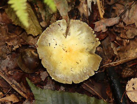 Mushroom - Agaricales, possibly Cortinarius sp. I have no clue what this is and have posted it in 5 different groups so far looking for help.

Habitat: Growing on the ground in a mostly deciduous forest. Nearby trees include oak and maple. There was a small stream not far off.
https://www.jungledragon.com/image/145205/mushroom_-_agaricales.html
https://www.jungledragon.com/image/145208/mushroom_-_agaricales.html
https://www.jungledragon.com/image/145207/mushroom_-_agaricales.html Fall,Geotagged,United States