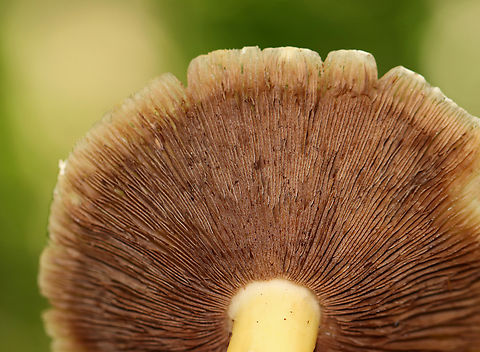 Mushroom - Agaricales, possibly Cortinarius sp. I have no clue what this is and have posted it in 5 different groups so far looking for help.

Habitat: Growing on the ground in a mostly deciduous forest. Nearby trees include oak and maple. There was a small stream not far off.
https://www.jungledragon.com/image/145205/mushroom_-_agaricales.html
https://www.jungledragon.com/image/145208/mushroom_-_agaricales.html
https://www.jungledragon.com/image/145207/mushroom_-_agaricales.html Agaricales,Agaricomycetes,Fall,Geotagged,United States,cortinarius,fungus,mushroom