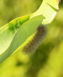 Delicate Cycnia Caterpillar - Cycnia tenera Habitat: Meadow Cycnia tenera,Delicate Cycnia,Geotagged,Summer,United States,caterpillar,cycnia,erebidae,larva