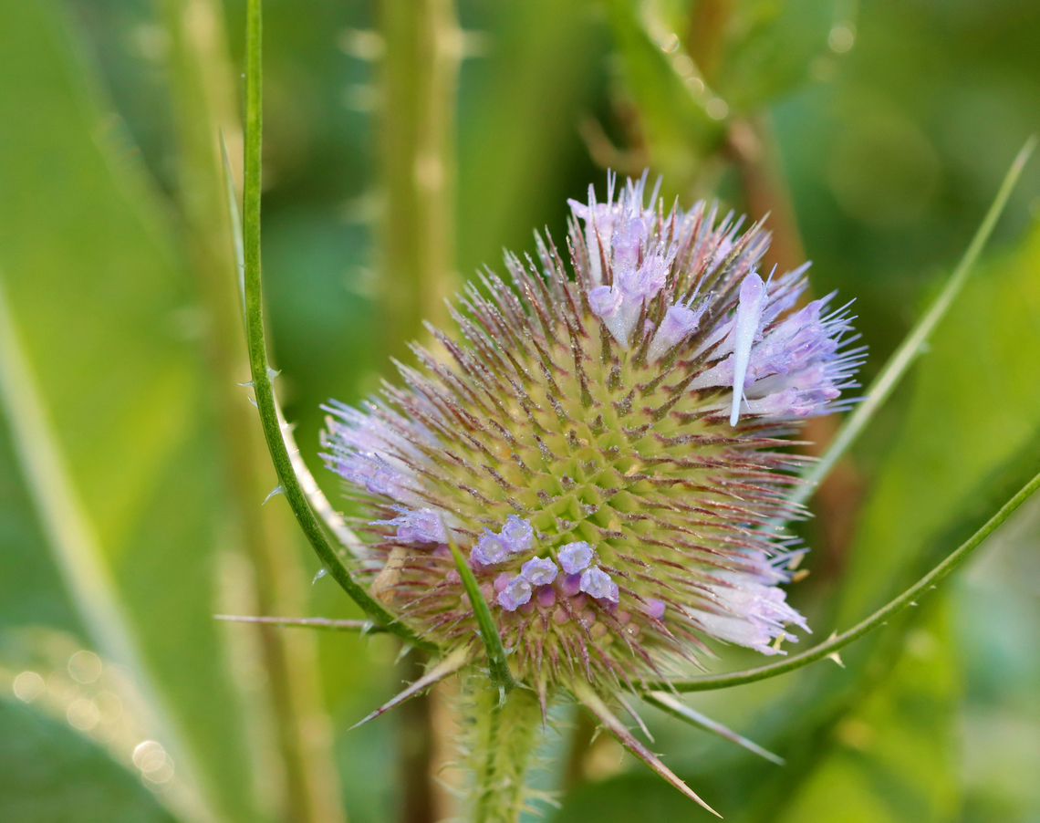 Fuller's Teasel - Dipsacus fullonum The genus name is derived from the word for thirst, and refers to the cup-like formation made where sessile leaves merge at the stem. Rain water can collect in this receptacle; this may perform the function of preventing sap-sucking insects such as aphids from climbing the stem. An experiment has shown that adding dead insects to these cups increases the seedset of teasels, implying partial carnivory.<br />
<br />
Habitat: Pondside Dipsacus fullonum,Fullers Teasel,Geotagged,Summer,United States,dipsacus,teasel
