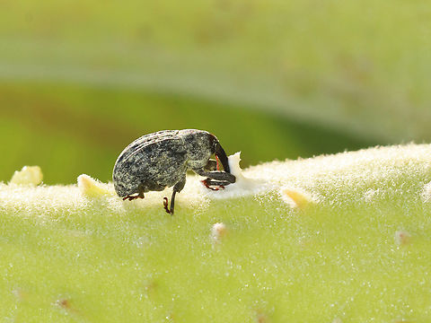 Milkweed Stem Weevil - Rhyssomatus lineaticollis Habitat: Feasting on milkweed in a meadow Geotagged,Milkweed Stem Weevil,Rhyssomatus,Rhyssomatus lineaticollis,Summer,United States,beetle,milkweed,weevil