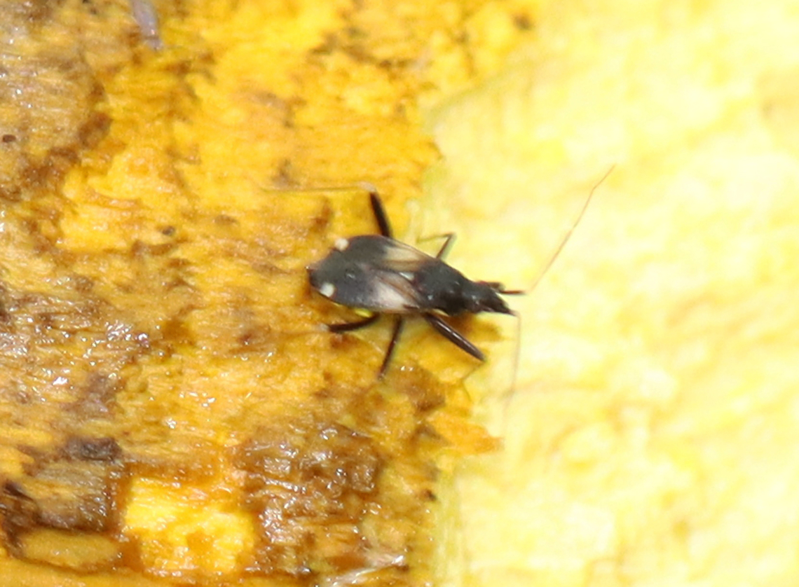Plant Bug - Fulvius imbecilis Sorry for the poor quality photo! I didn't notice this bug until I was editing photos.<br />
<br />
Habitat: On a mushroom; mixed forest Fulvius,Fulvius imbecilis,Geotagged,Miridae,Summer,United States,bug,plant bug