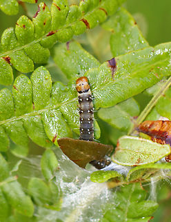 Spotted Fireworm Caterpillar - Choristoneura parallela This caterpillar was sticking out of its shelter, eating ferns.

Habitat: Fern; pondside in a mixed forest Choristoneura,Choristoneura parallela,Geotagged,Parallel-banded Leafroller Moth,Spotted Fireworm,Summer,United States,caterpillar,larva