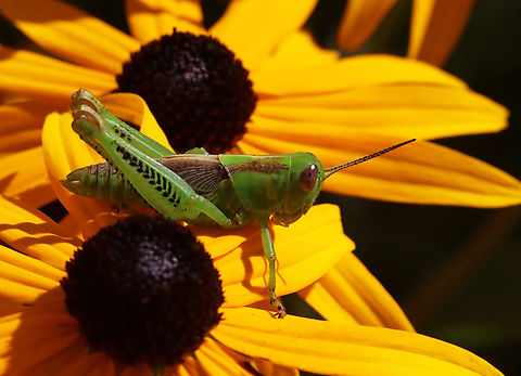 Differential Grasshopper - Melanoplus differentialis Forewings and pronotum are uniform, without any distinctive marks. Black herringbone markings on outer face of hind femora. Yellow hind tibiae.

Habitat: Meadow Differential grasshopper,Geotagged,Melanoplus differentialis,Summer,United States,grasshopper,melanoplus