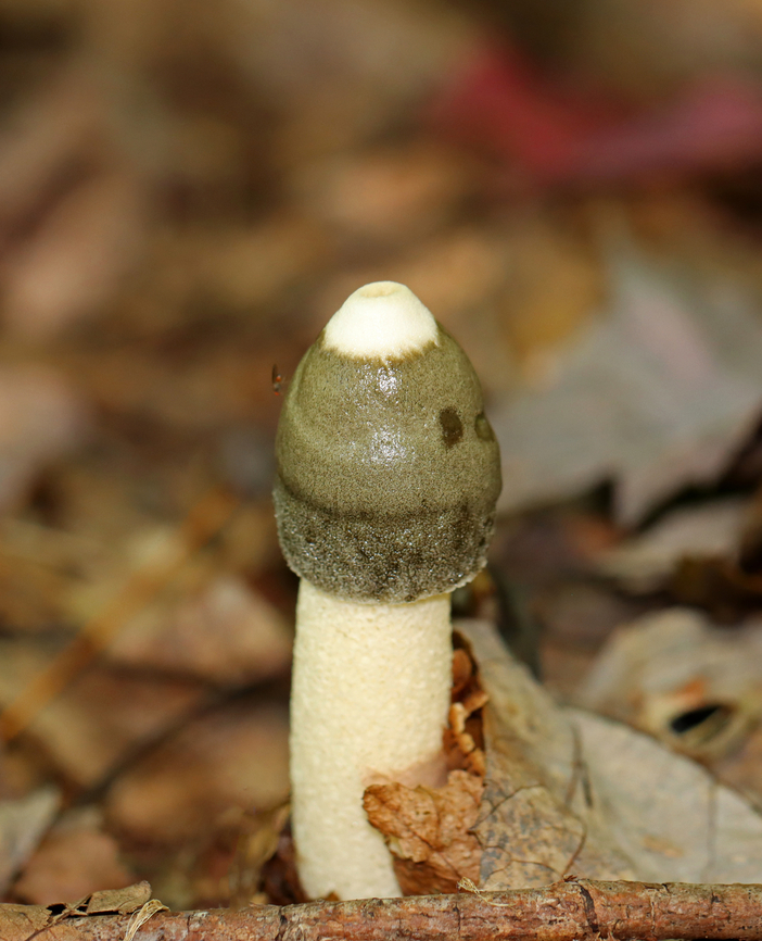 Ravenel's Stinkhorn - Phallus ravenelii I always smell these before I see them. The odor is so horrible that I can't get more than a shot or two before I have to retreat.<br />
<br />
Habitat: Deciduous forest Fall,Geotagged,Phallus ravenelii,Ravenels stinkhorn,United States,fungus,mushroom,phallus,stinkhorn