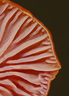 Purple-gilled Waxy Cap - Hygrocybe purpureofolia *It was difficult to capture the purple gills, so I've shared 2 photos of the gills: one is more purple because it wasn't washed out with flash, but it is sadly blurry. I'm including it for the record, though bc it is important for species ID.

Bright orange-reddish caps; attached, nearly distant pale purple gills with frequent short gills; orange stipes with white basal mycelium.

Habitat: Growing on the ground; Mixed forest with oak and eastern hemlock growing nearby
https://www.jungledragon.com/image/145314/purple-gilled_waxy_cap_-_hygrocybe_purpureofolia.html
https://www.jungledragon.com/image/145318/purple-gilled_waxy_cap_-_hygrocybe_purpureofolia.html
https://www.jungledragon.com/image/145316/purple-gilled_waxy_cap_-_hygrocybe_purpureofolia.html
https://www.jungledragon.com/image/145315/purple-gilled_waxy_cap_-_hygrocybe_purpureofolia.html Fall,Geotagged,Hygrocybe purpureofolia,Purple-gilled Waxy Cap,United States