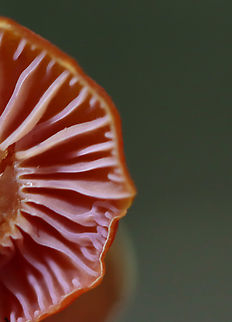 Purple-gilled Waxy Cap - Hygrocybe purpureofolia *It was difficult to capture the purple gills, so I've shared 2 photos of the gills: one is more purple because it wasn't washed out with flash, but it is sadly blurry. I'm including it for the record, though bc it is important for species ID.

Bright orange-reddish caps; attached, nearly distant pale purple gills with frequent short gills; orange stipes with white basal mycelium.

Habitat: Growing on the ground; Mixed forest with oak and eastern hemlock growing nearby
https://www.jungledragon.com/image/145314/purple-gilled_waxy_cap_-_hygrocybe_purpureofolia.html
https://www.jungledragon.com/image/145318/purple-gilled_waxy_cap_-_hygrocybe_purpureofolia.html
https://www.jungledragon.com/image/145316/purple-gilled_waxy_cap_-_hygrocybe_purpureofolia.html
https://www.jungledragon.com/image/145315/purple-gilled_waxy_cap_-_hygrocybe_purpureofolia.html Fall,Geotagged,Hygrocybe purpureofolia,Purple-gilled Waxy Cap,United States