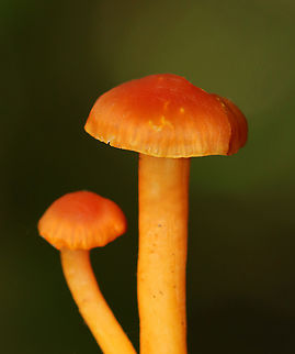 Purple-gilled Waxy Cap - Hygrocybe purpureofolia *It was difficult to capture the purple gills, so I've shared 2 photos of the gills: one is more purple because it wasn't washed out with flash, but it is sadly blurry. I'm including it for the record, though bc it is important for species ID.
Bright orange-reddish caps; attached, nearly distant pale purple gills with frequent short gills; orange stipes with white basal mycelium.
Habitat: Growing on the ground; Mixed forest with oak and eastern hemlock growing nearby
https://www.jungledragon.com/image/145314/purple-gilled_waxy_cap_-_hygrocybe_purpureofolia.html
https://www.jungledragon.com/image/145318/purple-gilled_waxy_cap_-_hygrocybe_purpureofolia.html
https://www.jungledragon.com/image/145316/purple-gilled_waxy_cap_-_hygrocybe_purpureofolia.html
https://www.jungledragon.com/image/145315/purple-gilled_waxy_cap_-_hygrocybe_purpureofolia.html Fall,Geotagged,Hygrocybe purpureofolia,Purple-gilled Waxy Cap,United States