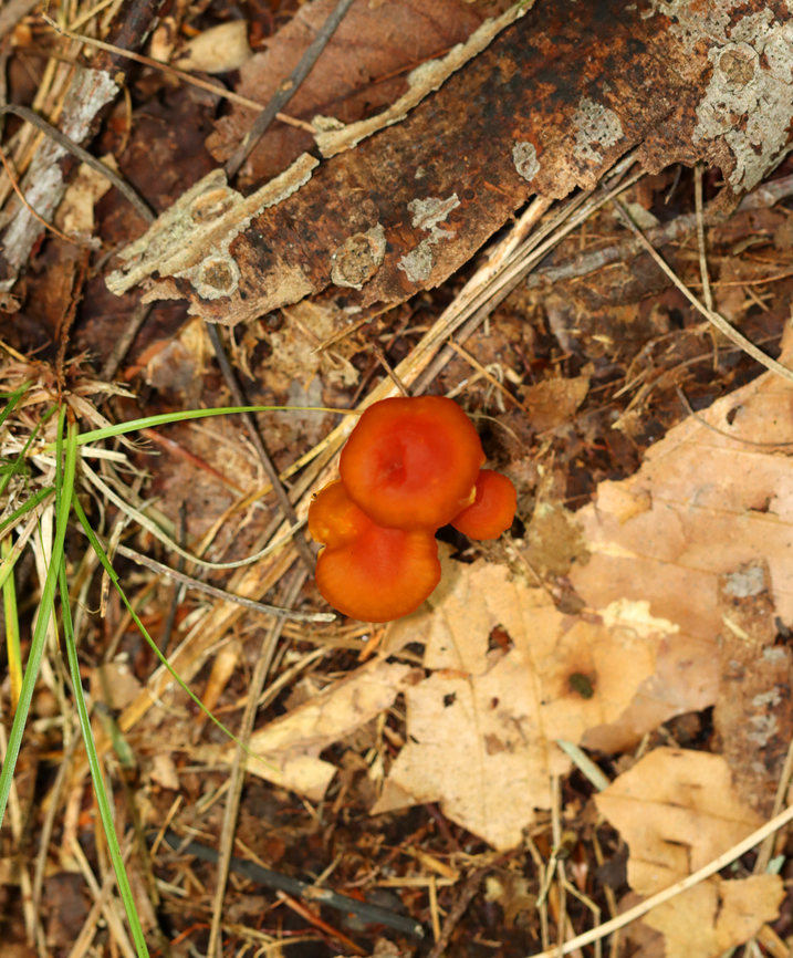 Purple-gilled Waxy Cap - Hygrocybe purpureofolia *It was difficult to capture the purple gills, so I&#039;ve shared 2 photos of the gills: one is more purple because it wasn&#039;t washed out with flash, but it is sadly blurry. I&#039;m including it for the record, though bc it is important for species ID.<br />
<br />
Bright orange-reddish caps; attached, nearly distant pale purple gills with frequent short gills; orange stipes with white basal mycelium.<br />
<br />
Habitat: Growing on the ground; Mixed forest with oak and eastern hemlock growing nearby<br />
<figure class="photo"><a href="https://www.jungledragon.com/image/145314/purple-gilled_waxy_cap_-_hygrocybe_purpureofolia.html" title="Purple-gilled Waxy Cap - Hygrocybe purpureofolia"><img src="https://s3.amazonaws.com/media.jungledragon.com/images/3232/145314_thumb.jpg?AWSAccessKeyId=05GMT0V3GWVNE7GGM1R2&Expires=1767225610&Signature=%2FTMSf%2BSTOB80srUUFbFG5zmyl1o%3D" width="112" height="152" alt="Purple-gilled Waxy Cap - Hygrocybe purpureofolia *It was difficult to capture the purple gills, so I&#039;ve shared 2 photos of the gills: one is more purple because it wasn&#039;t washed out with flash, but it is sadly blurry. I&#039;m including it for the record, though bc it is important for species ID.<br />
<br />
Bright orange-reddish caps; attached, nearly distant pale purple gills with frequent short gills; orange stipes with white basal mycelium.<br />
<br />
Habitat: Growing on the ground; Mixed forest with oak and eastern hemlock growing nearby<br />
https://www.jungledragon.com/image/145314/purple-gilled_waxy_cap_-_hygrocybe_purpureofolia.html<br />
https://www.jungledragon.com/image/145318/purple-gilled_waxy_cap_-_hygrocybe_purpureofolia.html<br />
https://www.jungledragon.com/image/145316/purple-gilled_waxy_cap_-_hygrocybe_purpureofolia.html<br />
https://www.jungledragon.com/image/145315/purple-gilled_waxy_cap_-_hygrocybe_purpureofolia.html Fall,Geotagged,Hygrocybe purpureofolia,Purple-gilled Waxy Cap,United States" /></a></figure><br />
<figure class="photo"><a href="https://www.jungledragon.com/image/145318/purple-gilled_waxy_cap_-_hygrocybe_purpureofolia.html" title="Purple-gilled Waxy Cap - Hygrocybe purpureofolia"><img src="https://s3.amazonaws.com/media.jungledragon.com/images/3232/145318_thumb.jpg?AWSAccessKeyId=05GMT0V3GWVNE7GGM1R2&Expires=1767225610&Signature=dc94c%2BNR0qECJj8CpJzf820flDQ%3D" width="126" height="152" alt="Purple-gilled Waxy Cap - Hygrocybe purpureofolia *It was difficult to capture the purple gills, so I&#039;ve shared 2 photos of the gills: one is more purple because it wasn&#039;t washed out with flash, but it is sadly blurry. I&#039;m including it for the record, though bc it is important for species ID.<br />
<br />
Bright orange-reddish caps; attached, nearly distant pale purple gills with frequent short gills; orange stipes with white basal mycelium.<br />
<br />
Habitat: Growing on the ground; Mixed forest with oak and eastern hemlock growing nearby<br />
https://www.jungledragon.com/image/145314/purple-gilled_waxy_cap_-_hygrocybe_purpureofolia.html<br />
https://www.jungledragon.com/image/145318/purple-gilled_waxy_cap_-_hygrocybe_purpureofolia.html<br />
https://www.jungledragon.com/image/145316/purple-gilled_waxy_cap_-_hygrocybe_purpureofolia.html<br />
https://www.jungledragon.com/image/145315/purple-gilled_waxy_cap_-_hygrocybe_purpureofolia.html Fall,Geotagged,Hygrocybe,Hygrocybe purpureofolia,Purple-gilled Waxy Cap,United States,fungus,mushroom" /></a></figure><br />
<figure class="photo"><a href="https://www.jungledragon.com/image/145316/purple-gilled_waxy_cap_-_hygrocybe_purpureofolia.html" title="Purple-gilled Waxy Cap - Hygrocybe purpureofolia"><img src="https://s3.amazonaws.com/media.jungledragon.com/images/3232/145316_thumb.jpg?AWSAccessKeyId=05GMT0V3GWVNE7GGM1R2&Expires=1767225610&Signature=KcZL8LyD03IIznIrxuUNMVbjK%2FM%3D" width="128" height="152" alt="Purple-gilled Waxy Cap - Hygrocybe purpureofolia *It was difficult to capture the purple gills, so I&#039;ve shared 2 photos of the gills: one is more purple because it wasn&#039;t washed out with flash, but it is sadly blurry. I&#039;m including it for the record, though bc it is important for species ID.<br />
<br />
Bright orange-reddish caps; attached, nearly distant pale purple gills with frequent short gills; orange stipes with white basal mycelium.<br />
<br />
Habitat: Growing on the ground; Mixed forest with oak and eastern hemlock growing nearby<br />
https://www.jungledragon.com/image/145314/purple-gilled_waxy_cap_-_hygrocybe_purpureofolia.html<br />
https://www.jungledragon.com/image/145318/purple-gilled_waxy_cap_-_hygrocybe_purpureofolia.html<br />
https://www.jungledragon.com/image/145316/purple-gilled_waxy_cap_-_hygrocybe_purpureofolia.html<br />
https://www.jungledragon.com/image/145315/purple-gilled_waxy_cap_-_hygrocybe_purpureofolia.html Fall,Geotagged,Hygrocybe purpureofolia,Purple-gilled Waxy Cap,United States" /></a></figure><br />
<figure class="photo"><a href="https://www.jungledragon.com/image/145315/purple-gilled_waxy_cap_-_hygrocybe_purpureofolia.html" title="Purple-gilled Waxy Cap - Hygrocybe purpureofolia"><img src="https://s3.amazonaws.com/media.jungledragon.com/images/3232/145315_thumb.jpg?AWSAccessKeyId=05GMT0V3GWVNE7GGM1R2&Expires=1767225610&Signature=yhTRDTIP0RMj8%2Fw1h%2Bf3L6p6LGY%3D" width="110" height="152" alt="Purple-gilled Waxy Cap - Hygrocybe purpureofolia *It was difficult to capture the purple gills, so I&#039;ve shared 2 photos of the gills: one is more purple because it wasn&#039;t washed out with flash, but it is sadly blurry. I&#039;m including it for the record, though bc it is important for species ID.<br />
<br />
Bright orange-reddish caps; attached, nearly distant pale purple gills with frequent short gills; orange stipes with white basal mycelium.<br />
<br />
Habitat: Growing on the ground; Mixed forest with oak and eastern hemlock growing nearby<br />
https://www.jungledragon.com/image/145314/purple-gilled_waxy_cap_-_hygrocybe_purpureofolia.html<br />
https://www.jungledragon.com/image/145318/purple-gilled_waxy_cap_-_hygrocybe_purpureofolia.html<br />
https://www.jungledragon.com/image/145316/purple-gilled_waxy_cap_-_hygrocybe_purpureofolia.html<br />
https://www.jungledragon.com/image/145315/purple-gilled_waxy_cap_-_hygrocybe_purpureofolia.html Fall,Geotagged,Hygrocybe purpureofolia,Purple-gilled Waxy Cap,United States" /></a></figure> Fall,Geotagged,Hygrocybe,Hygrocybe purpureofolia,Purple-gilled Waxy Cap,United States,fungus,mushroom