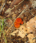 Purple-gilled Waxy Cap - Hygrocybe purpureofolia *It was difficult to capture the purple gills, so I've shared 2 photos of the gills: one is more purple because it wasn't washed out with flash, but it is sadly blurry. I'm including it for the record, though bc it is important for species ID.<br />
<br />
Bright orange-reddish caps; attached, nearly distant pale purple gills with frequent short gills; orange stipes with white basal mycelium.<br />
<br />
Habitat: Growing on the ground; Mixed forest with oak and eastern hemlock growing nearby<br />
https://www.jungledragon.com/image/145314/purple-gilled_waxy_cap_-_hygrocybe_purpureofolia.html<br />
https://www.jungledragon.com/image/145318/purple-gilled_waxy_cap_-_hygrocybe_purpureofolia.html<br />
https://www.jungledragon.com/image/145316/purple-gilled_waxy_cap_-_hygrocybe_purpureofolia.html<br />
https://www.jungledragon.com/image/145315/purple-gilled_waxy_cap_-_hygrocybe_purpureofolia.html Fall,Geotagged,Hygrocybe,Hygrocybe purpureofolia,Purple-gilled Waxy Cap,United States,fungus,mushroom