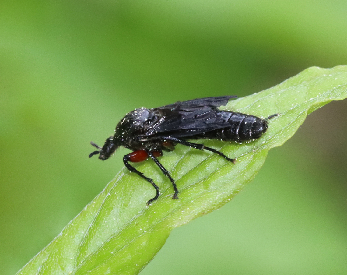 Lovebug - Bibio femoratus TL: 8-10 mm. Shiny black with red femora.<br />
<br />
Habitat: Wetland Bibio femoratus,Geotagged,Spring,United States,bibio,lovebug,march fly