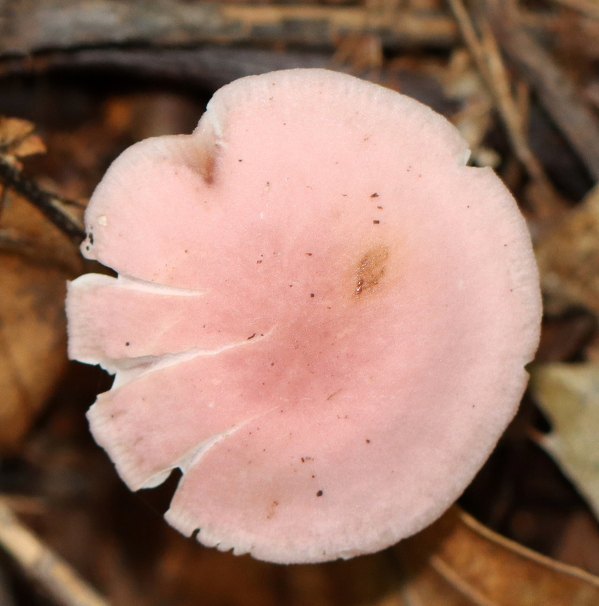 Rosy Bonnet - Mycena rosea Pink, flat, tacky cap with striate margins. Gills were whitish, close, and had awesome cross veins. The stem was pale pink and fragile.<br />
<br />
Habitat: Growing on the ground; mixed forest<br />
<figure class="photo"><a href="https://www.jungledragon.com/image/145397/rosy_bonnet_-_mycena_rosea.html" title="Rosy Bonnet - Mycena rosea"><img src="https://s3.amazonaws.com/media.jungledragon.com/images/3232/145397_thumb.jpg?AWSAccessKeyId=05GMT0V3GWVNE7GGM1R2&Expires=1770854410&Signature=JnGM1ekb%2FFLpajyEWH50JED1Bu8%3D" width="200" height="138" alt="Rosy Bonnet - Mycena rosea Pink, flat, tacky cap with striate margins. Gills were whitish, close, and had awesome cross veins. The stem was pale pink and fragile.<br />
<br />
Habitat: Growing on the ground; mixed forest<br />
https://www.jungledragon.com/image/145396/rosy_bonnet_-_mycena_rosea.html Fall,Geotagged,Mycena rosea,Rosy bonnet,United States,fungus,mushroom,mycena" /></a></figure> Fall,Geotagged,Mycena rosea,Rosy bonnet,United States