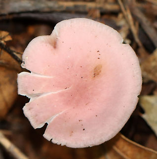 Rosy Bonnet - Mycena rosea Pink, flat, tacky cap with striate margins. Gills were whitish, close, and had awesome cross veins. The stem was pale pink and fragile.

Habitat: Growing on the ground; mixed forest
https://www.jungledragon.com/image/145397/rosy_bonnet_-_mycena_rosea.html Fall,Geotagged,Mycena rosea,Rosy bonnet,United States