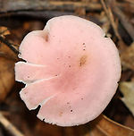 Rosy Bonnet - Mycena rosea Pink, flat, tacky cap with striate margins. Gills were whitish, close, and had awesome cross veins. The stem was pale pink and fragile.<br />
<br />
Habitat: Growing on the ground; mixed forest<br />
https://www.jungledragon.com/image/145397/rosy_bonnet_-_mycena_rosea.html Fall,Geotagged,Mycena rosea,Rosy bonnet,United States
