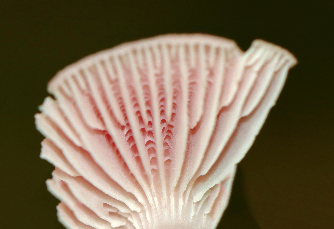 Rosy Bonnet - Mycena rosea Pink, flat, tacky cap with striate margins. Gills were whitish, close, and had awesome cross veins. The stem was pale pink and fragile.<br />
<br />
Habitat: Growing on the ground; mixed forest<br />
<figure class="photo"><a href="https://www.jungledragon.com/image/145396/rosy_bonnet_-_mycena_rosea.html" title="Rosy Bonnet - Mycena rosea"><img src="https://s3.amazonaws.com/media.jungledragon.com/images/3232/145396_thumb.jpg?AWSAccessKeyId=05GMT0V3GWVNE7GGM1R2&Expires=1767225610&Signature=R7lheQAU1HabHBPLerE6Q8dqif8%3D" width="152" height="152" alt="Rosy Bonnet - Mycena rosea Pink, flat, tacky cap with striate margins. Gills were whitish, close, and had awesome cross veins. The stem was pale pink and fragile.<br />
<br />
Habitat: Growing on the ground; mixed forest<br />
https://www.jungledragon.com/image/145397/rosy_bonnet_-_mycena_rosea.html Fall,Geotagged,Mycena rosea,Rosy bonnet,United States" /></a></figure> Fall,Geotagged,Mycena rosea,Rosy bonnet,United States,fungus,mushroom,mycena