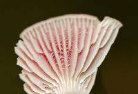 Rosy Bonnet - Mycena rosea Pink, flat, tacky cap with striate margins. Gills were whitish, close, and had awesome cross veins. The stem was pale pink and fragile.<br />
<br />
Habitat: Growing on the ground; mixed forest<br />
https://www.jungledragon.com/image/145396/rosy_bonnet_-_mycena_rosea.html Fall,Geotagged,Mycena rosea,Rosy bonnet,United States,fungus,mushroom,mycena