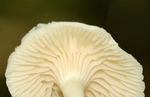 Snowy Waxcap - Cuphophyllus virgineus Cap was convex, hygrophanous, white, and had a tattered margin with horizontal lines that looked like lines of latitude. White, nearly distant, decurrent gills with frequent short gills. White stipe that curved at the base and had a yellow tint.

Habitat: Growing on the ground in a deciduous forest.
https://www.jungledragon.com/image/145403/snowy_waxcap_-_cuphophyllus_virgineus.html
https://www.jungledragon.com/image/145399/snowy_waxcap_-_cuphophyllus_virgineus.html
https://www.jungledragon.com/image/145400/snowy_waxcap_-_cuphophyllus_virgineus.html
https://www.jungledragon.com/image/145402/snowy_waxcap_-_cuphophyllus_virgineus.html
https://www.jungledragon.com/image/145401/snowy_waxcap_-_cuphophyllus_virgineus.html Cuphophyllus virgineus,Fall,Geotagged,Snowy Waxcap,United States