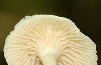 Snowy Waxcap - Cuphophyllus virgineus Cap was convex, hygrophanous, white, and had a tattered margin with horizontal lines that looked like lines of latitude. White, nearly distant, decurrent gills with frequent short gills. White stipe that curved at the base and had a yellow tint.<br />
<br />
Habitat: Growing on the ground in a deciduous forest.<br />
https://www.jungledragon.com/image/145403/snowy_waxcap_-_cuphophyllus_virgineus.html<br />
https://www.jungledragon.com/image/145399/snowy_waxcap_-_cuphophyllus_virgineus.html<br />
https://www.jungledragon.com/image/145400/snowy_waxcap_-_cuphophyllus_virgineus.html<br />
https://www.jungledragon.com/image/145402/snowy_waxcap_-_cuphophyllus_virgineus.html<br />
https://www.jungledragon.com/image/145401/snowy_waxcap_-_cuphophyllus_virgineus.html Cuphophyllus virgineus,Fall,Geotagged,Snowy Waxcap,United States