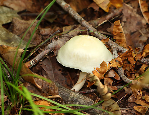 Snowy Waxcap - Cuphophyllus virgineus Cap was convex, hygrophanous, white, and had a tattered margin with horizontal lines that looked like lines of latitude. White, nearly distant, decurrent gills with frequent short gills. White stipe that curved at the base and had a yellow tint.

Habitat: Growing on the ground in a deciduous forest.
https://www.jungledragon.com/image/145403/snowy_waxcap_-_cuphophyllus_virgineus.html
https://www.jungledragon.com/image/145399/snowy_waxcap_-_cuphophyllus_virgineus.html
https://www.jungledragon.com/image/145400/snowy_waxcap_-_cuphophyllus_virgineus.html
https://www.jungledragon.com/image/145402/snowy_waxcap_-_cuphophyllus_virgineus.html
https://www.jungledragon.com/image/145401/snowy_waxcap_-_cuphophyllus_virgineus.html Cuphophyllus virgineus,Fall,Geotagged,Snowy Waxcap,United States