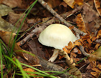 Snowy Waxcap - Cuphophyllus virgineus Cap was convex, hygrophanous, white, and had a tattered margin with horizontal lines that looked like lines of latitude. White, nearly distant, decurrent gills with frequent short gills. White stipe that curved at the base and had a yellow tint.<br />
<br />
Habitat: Growing on the ground in a deciduous forest.<br />
https://www.jungledragon.com/image/145403/snowy_waxcap_-_cuphophyllus_virgineus.html<br />
https://www.jungledragon.com/image/145399/snowy_waxcap_-_cuphophyllus_virgineus.html<br />
https://www.jungledragon.com/image/145400/snowy_waxcap_-_cuphophyllus_virgineus.html<br />
https://www.jungledragon.com/image/145402/snowy_waxcap_-_cuphophyllus_virgineus.html<br />
https://www.jungledragon.com/image/145401/snowy_waxcap_-_cuphophyllus_virgineus.html Cuphophyllus virgineus,Fall,Geotagged,Snowy Waxcap,United States