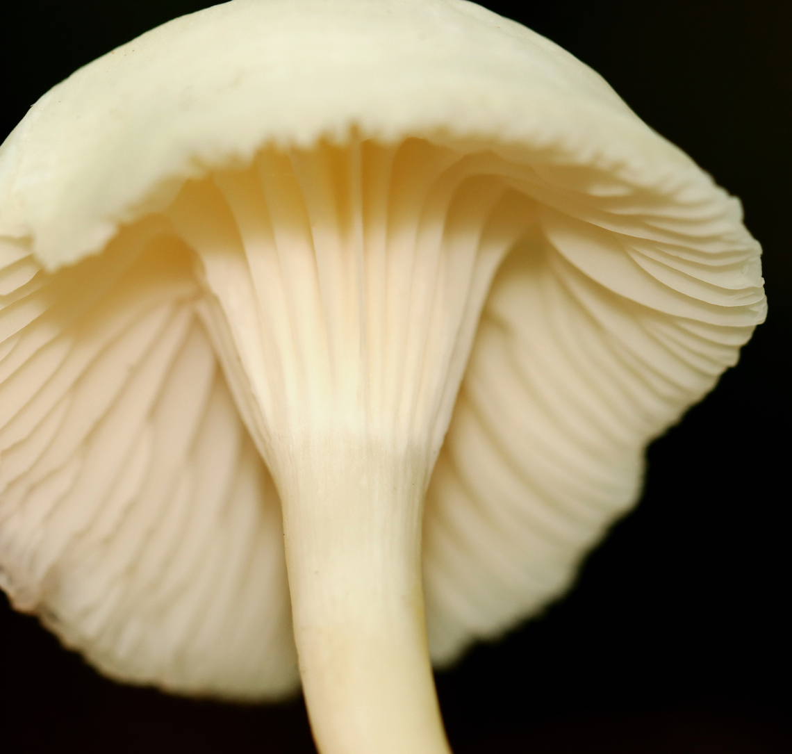 Snowy Waxcap - Cuphophyllus virgineus Cap was convex, hygrophanous, white, and had a tattered margin with horizontal lines that looked like lines of latitude. White, nearly distant, decurrent gills with frequent short gills. White stipe that curved at the base and had a yellow tint.<br />
<br />
Habitat: Growing on the ground in a deciduous forest.<br />
<figure class="photo"><a href="https://www.jungledragon.com/image/145403/snowy_waxcap_-_cuphophyllus_virgineus.html" title="Snowy Waxcap - Cuphophyllus virgineus"><img src="https://s3.amazonaws.com/media.jungledragon.com/images/3232/145403_thumb.jpg?AWSAccessKeyId=05GMT0V3GWVNE7GGM1R2&Expires=1759968010&Signature=4kiZ6oCCC7hI9r6Jp8PGnqHF%2Bco%3D" width="150" height="152" alt="Snowy Waxcap - Cuphophyllus virgineus Cap was convex, hygrophanous, white, and had a tattered margin with horizontal lines that looked like lines of latitude. White, nearly distant, decurrent gills with frequent short gills. White stipe that curved at the base and had a yellow tint.<br />
<br />
Habitat: Growing on the ground in a deciduous forest.<br />
https://www.jungledragon.com/image/145403/snowy_waxcap_-_cuphophyllus_virgineus.html<br />
https://www.jungledragon.com/image/145399/snowy_waxcap_-_cuphophyllus_virgineus.html<br />
https://www.jungledragon.com/image/145400/snowy_waxcap_-_cuphophyllus_virgineus.html<br />
https://www.jungledragon.com/image/145402/snowy_waxcap_-_cuphophyllus_virgineus.html<br />
https://www.jungledragon.com/image/145401/snowy_waxcap_-_cuphophyllus_virgineus.html Cuphophyllus virgineus,Fall,Geotagged,Snowy Waxcap,United States" /></a></figure><br />
<figure class="photo"><a href="https://www.jungledragon.com/image/145399/snowy_waxcap_-_cuphophyllus_virgineus.html" title="Snowy Waxcap - Cuphophyllus virgineus"><img src="https://s3.amazonaws.com/media.jungledragon.com/images/3232/145399_thumb.jpg?AWSAccessKeyId=05GMT0V3GWVNE7GGM1R2&Expires=1759968010&Signature=cfhAq2%2FcLgD2jumd9iKLlNAsoVU%3D" width="200" height="130" alt="Snowy Waxcap - Cuphophyllus virgineus Cap was convex, hygrophanous, white, and had a tattered margin with horizontal lines that looked like lines of latitude. White, nearly distant, decurrent gills with frequent short gills. White stipe that curved at the base and had a yellow tint.<br />
<br />
Habitat: Growing on the ground in a deciduous forest.<br />
https://www.jungledragon.com/image/145403/snowy_waxcap_-_cuphophyllus_virgineus.html<br />
https://www.jungledragon.com/image/145399/snowy_waxcap_-_cuphophyllus_virgineus.html<br />
https://www.jungledragon.com/image/145400/snowy_waxcap_-_cuphophyllus_virgineus.html<br />
https://www.jungledragon.com/image/145402/snowy_waxcap_-_cuphophyllus_virgineus.html<br />
https://www.jungledragon.com/image/145401/snowy_waxcap_-_cuphophyllus_virgineus.html Cuphophyllus virgineus,Fall,Geotagged,Snowy Waxcap,United States" /></a></figure><br />
<figure class="photo"><a href="https://www.jungledragon.com/image/145400/snowy_waxcap_-_cuphophyllus_virgineus.html" title="Snowy Waxcap - Cuphophyllus virgineus"><img src="https://s3.amazonaws.com/media.jungledragon.com/images/3232/145400_thumb.jpg?AWSAccessKeyId=05GMT0V3GWVNE7GGM1R2&Expires=1759968010&Signature=JVXK7tYOQHyUzQ4%2F8GkarmKH75w%3D" width="200" height="156" alt="Snowy Waxcap - Cuphophyllus virgineus Cap was convex, hygrophanous, white, and had a tattered margin with horizontal lines that looked like lines of latitude. White, nearly distant, decurrent gills with frequent short gills. White stipe that curved at the base and had a yellow tint.<br />
<br />
Habitat: Growing on the ground in a deciduous forest.<br />
https://www.jungledragon.com/image/145403/snowy_waxcap_-_cuphophyllus_virgineus.html<br />
https://www.jungledragon.com/image/145399/snowy_waxcap_-_cuphophyllus_virgineus.html<br />
https://www.jungledragon.com/image/145400/snowy_waxcap_-_cuphophyllus_virgineus.html<br />
https://www.jungledragon.com/image/145402/snowy_waxcap_-_cuphophyllus_virgineus.html<br />
https://www.jungledragon.com/image/145401/snowy_waxcap_-_cuphophyllus_virgineus.html Cuphophyllus virgineus,Fall,Geotagged,Snowy Waxcap,United States" /></a></figure><br />
<figure class="photo"><a href="https://www.jungledragon.com/image/145402/snowy_waxcap_-_cuphophyllus_virgineus.html" title="Snowy Waxcap - Cuphophyllus virgineus"><img src="https://s3.amazonaws.com/media.jungledragon.com/images/3232/145402_thumb.jpg?AWSAccessKeyId=05GMT0V3GWVNE7GGM1R2&Expires=1759968010&Signature=oCvJO9ALNZhFV15%2FrTutX6DXnrM%3D" width="200" height="142" alt="Snowy Waxcap - Cuphophyllus virgineus Cap was convex, hygrophanous, white, and had a tattered margin with horizontal lines that looked like lines of latitude. White, nearly distant, decurrent gills with frequent short gills. White stipe that curved at the base and had a yellow tint.<br />
<br />
Habitat: Growing on the ground in a deciduous forest.<br />
https://www.jungledragon.com/image/145403/snowy_waxcap_-_cuphophyllus_virgineus.html<br />
https://www.jungledragon.com/image/145399/snowy_waxcap_-_cuphophyllus_virgineus.html<br />
https://www.jungledragon.com/image/145400/snowy_waxcap_-_cuphophyllus_virgineus.html<br />
https://www.jungledragon.com/image/145402/snowy_waxcap_-_cuphophyllus_virgineus.html<br />
https://www.jungledragon.com/image/145401/snowy_waxcap_-_cuphophyllus_virgineus.html Cuphophyllus virgineus,Fall,Geotagged,Snowy Waxcap,United States" /></a></figure><br />
<figure class="photo"><a href="https://www.jungledragon.com/image/145401/snowy_waxcap_-_cuphophyllus_virgineus.html" title="Snowy Waxcap - Cuphophyllus virgineus"><img src="https://s3.amazonaws.com/media.jungledragon.com/images/3232/145401_thumb.jpg?AWSAccessKeyId=05GMT0V3GWVNE7GGM1R2&Expires=1759968010&Signature=6gSlzR6F787%2FEUbMHEzJ1wCTJC4%3D" width="200" height="192" alt="Snowy Waxcap - Cuphophyllus virgineus Cap was convex, hygrophanous, white, and had a tattered margin with horizontal lines that looked like lines of latitude. White, nearly distant, decurrent gills with frequent short gills. White stipe that curved at the base and had a yellow tint.<br />
<br />
Habitat: Growing on the ground in a deciduous forest.<br />
https://www.jungledragon.com/image/145403/snowy_waxcap_-_cuphophyllus_virgineus.html<br />
https://www.jungledragon.com/image/145399/snowy_waxcap_-_cuphophyllus_virgineus.html<br />
https://www.jungledragon.com/image/145400/snowy_waxcap_-_cuphophyllus_virgineus.html<br />
https://www.jungledragon.com/image/145402/snowy_waxcap_-_cuphophyllus_virgineus.html<br />
https://www.jungledragon.com/image/145401/snowy_waxcap_-_cuphophyllus_virgineus.html Cuphophyllus,Cuphophyllus virgineus,Fall,Geotagged,Snowy Waxcap,United States,fungus,mushroom,waxcap" /></a></figure> Cuphophyllus,Cuphophyllus virgineus,Fall,Geotagged,Snowy Waxcap,United States,fungus,mushroom,waxcap