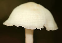 Snowy Waxcap - Cuphophyllus virgineus Cap was convex, hygrophanous, white, and had a tattered margin with horizontal lines that looked like lines of latitude. White, nearly distant, decurrent gills with frequent short gills. White stipe that curved at the base and had a yellow tint.<br />
<br />
Habitat: Growing on the ground in a deciduous forest.<br />
https://www.jungledragon.com/image/145403/snowy_waxcap_-_cuphophyllus_virgineus.html<br />
https://www.jungledragon.com/image/145399/snowy_waxcap_-_cuphophyllus_virgineus.html<br />
https://www.jungledragon.com/image/145400/snowy_waxcap_-_cuphophyllus_virgineus.html<br />
https://www.jungledragon.com/image/145402/snowy_waxcap_-_cuphophyllus_virgineus.html<br />
https://www.jungledragon.com/image/145401/snowy_waxcap_-_cuphophyllus_virgineus.html Cuphophyllus virgineus,Fall,Geotagged,Snowy Waxcap,United States