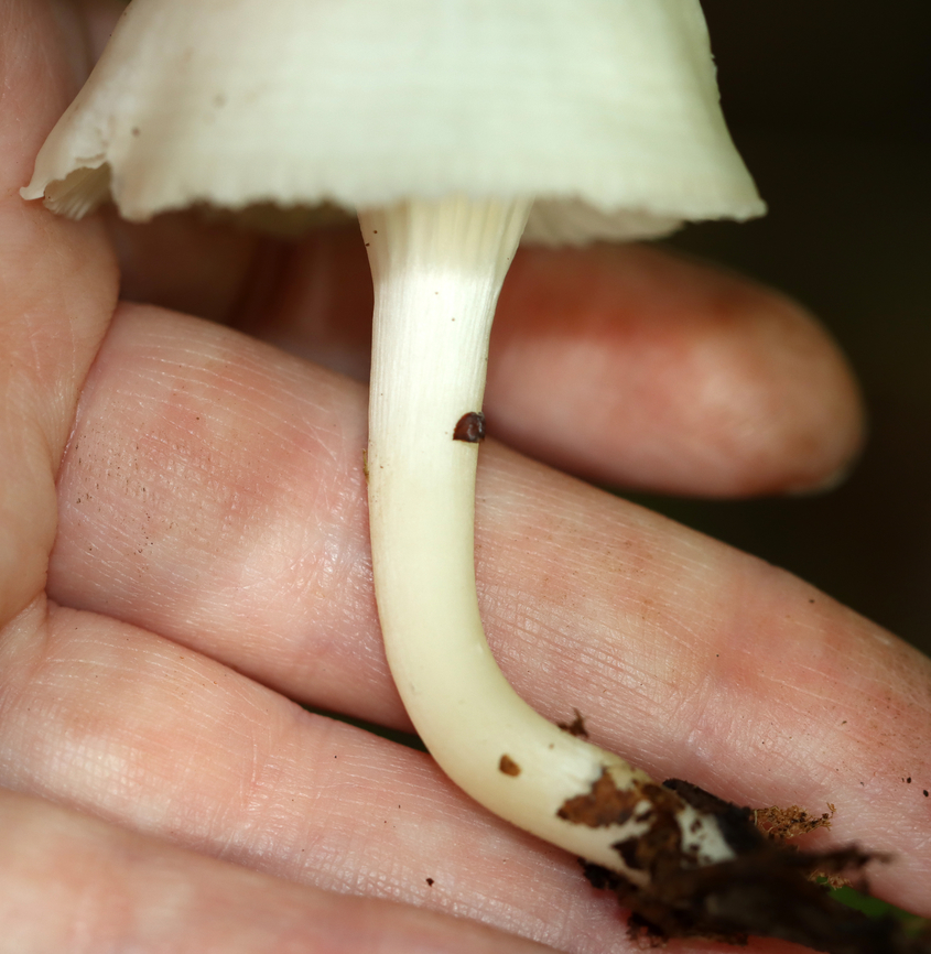 Snowy Waxcap - Cuphophyllus virgineus Cap was convex, hygrophanous, white, and had a tattered margin with horizontal lines that looked like lines of latitude. White, nearly distant, decurrent gills with frequent short gills. White stipe that curved at the base and had a yellow tint.<br />
<br />
Habitat: Growing on the ground in a deciduous forest.<br />
<figure class="photo"><a href="https://www.jungledragon.com/image/145403/snowy_waxcap_-_cuphophyllus_virgineus.html" title="Snowy Waxcap - Cuphophyllus virgineus"><img src="https://s3.amazonaws.com/media.jungledragon.com/images/3232/145403_thumb.jpg?AWSAccessKeyId=05GMT0V3GWVNE7GGM1R2&Expires=1759968010&Signature=4kiZ6oCCC7hI9r6Jp8PGnqHF%2Bco%3D" width="150" height="152" alt="Snowy Waxcap - Cuphophyllus virgineus Cap was convex, hygrophanous, white, and had a tattered margin with horizontal lines that looked like lines of latitude. White, nearly distant, decurrent gills with frequent short gills. White stipe that curved at the base and had a yellow tint.<br />
<br />
Habitat: Growing on the ground in a deciduous forest.<br />
https://www.jungledragon.com/image/145403/snowy_waxcap_-_cuphophyllus_virgineus.html<br />
https://www.jungledragon.com/image/145399/snowy_waxcap_-_cuphophyllus_virgineus.html<br />
https://www.jungledragon.com/image/145400/snowy_waxcap_-_cuphophyllus_virgineus.html<br />
https://www.jungledragon.com/image/145402/snowy_waxcap_-_cuphophyllus_virgineus.html<br />
https://www.jungledragon.com/image/145401/snowy_waxcap_-_cuphophyllus_virgineus.html Cuphophyllus virgineus,Fall,Geotagged,Snowy Waxcap,United States" /></a></figure><br />
<figure class="photo"><a href="https://www.jungledragon.com/image/145399/snowy_waxcap_-_cuphophyllus_virgineus.html" title="Snowy Waxcap - Cuphophyllus virgineus"><img src="https://s3.amazonaws.com/media.jungledragon.com/images/3232/145399_thumb.jpg?AWSAccessKeyId=05GMT0V3GWVNE7GGM1R2&Expires=1759968010&Signature=cfhAq2%2FcLgD2jumd9iKLlNAsoVU%3D" width="200" height="130" alt="Snowy Waxcap - Cuphophyllus virgineus Cap was convex, hygrophanous, white, and had a tattered margin with horizontal lines that looked like lines of latitude. White, nearly distant, decurrent gills with frequent short gills. White stipe that curved at the base and had a yellow tint.<br />
<br />
Habitat: Growing on the ground in a deciduous forest.<br />
https://www.jungledragon.com/image/145403/snowy_waxcap_-_cuphophyllus_virgineus.html<br />
https://www.jungledragon.com/image/145399/snowy_waxcap_-_cuphophyllus_virgineus.html<br />
https://www.jungledragon.com/image/145400/snowy_waxcap_-_cuphophyllus_virgineus.html<br />
https://www.jungledragon.com/image/145402/snowy_waxcap_-_cuphophyllus_virgineus.html<br />
https://www.jungledragon.com/image/145401/snowy_waxcap_-_cuphophyllus_virgineus.html Cuphophyllus virgineus,Fall,Geotagged,Snowy Waxcap,United States" /></a></figure><br />
<figure class="photo"><a href="https://www.jungledragon.com/image/145400/snowy_waxcap_-_cuphophyllus_virgineus.html" title="Snowy Waxcap - Cuphophyllus virgineus"><img src="https://s3.amazonaws.com/media.jungledragon.com/images/3232/145400_thumb.jpg?AWSAccessKeyId=05GMT0V3GWVNE7GGM1R2&Expires=1759968010&Signature=JVXK7tYOQHyUzQ4%2F8GkarmKH75w%3D" width="200" height="156" alt="Snowy Waxcap - Cuphophyllus virgineus Cap was convex, hygrophanous, white, and had a tattered margin with horizontal lines that looked like lines of latitude. White, nearly distant, decurrent gills with frequent short gills. White stipe that curved at the base and had a yellow tint.<br />
<br />
Habitat: Growing on the ground in a deciduous forest.<br />
https://www.jungledragon.com/image/145403/snowy_waxcap_-_cuphophyllus_virgineus.html<br />
https://www.jungledragon.com/image/145399/snowy_waxcap_-_cuphophyllus_virgineus.html<br />
https://www.jungledragon.com/image/145400/snowy_waxcap_-_cuphophyllus_virgineus.html<br />
https://www.jungledragon.com/image/145402/snowy_waxcap_-_cuphophyllus_virgineus.html<br />
https://www.jungledragon.com/image/145401/snowy_waxcap_-_cuphophyllus_virgineus.html Cuphophyllus virgineus,Fall,Geotagged,Snowy Waxcap,United States" /></a></figure><br />
<figure class="photo"><a href="https://www.jungledragon.com/image/145402/snowy_waxcap_-_cuphophyllus_virgineus.html" title="Snowy Waxcap - Cuphophyllus virgineus"><img src="https://s3.amazonaws.com/media.jungledragon.com/images/3232/145402_thumb.jpg?AWSAccessKeyId=05GMT0V3GWVNE7GGM1R2&Expires=1759968010&Signature=oCvJO9ALNZhFV15%2FrTutX6DXnrM%3D" width="200" height="142" alt="Snowy Waxcap - Cuphophyllus virgineus Cap was convex, hygrophanous, white, and had a tattered margin with horizontal lines that looked like lines of latitude. White, nearly distant, decurrent gills with frequent short gills. White stipe that curved at the base and had a yellow tint.<br />
<br />
Habitat: Growing on the ground in a deciduous forest.<br />
https://www.jungledragon.com/image/145403/snowy_waxcap_-_cuphophyllus_virgineus.html<br />
https://www.jungledragon.com/image/145399/snowy_waxcap_-_cuphophyllus_virgineus.html<br />
https://www.jungledragon.com/image/145400/snowy_waxcap_-_cuphophyllus_virgineus.html<br />
https://www.jungledragon.com/image/145402/snowy_waxcap_-_cuphophyllus_virgineus.html<br />
https://www.jungledragon.com/image/145401/snowy_waxcap_-_cuphophyllus_virgineus.html Cuphophyllus virgineus,Fall,Geotagged,Snowy Waxcap,United States" /></a></figure><br />
<figure class="photo"><a href="https://www.jungledragon.com/image/145401/snowy_waxcap_-_cuphophyllus_virgineus.html" title="Snowy Waxcap - Cuphophyllus virgineus"><img src="https://s3.amazonaws.com/media.jungledragon.com/images/3232/145401_thumb.jpg?AWSAccessKeyId=05GMT0V3GWVNE7GGM1R2&Expires=1759968010&Signature=6gSlzR6F787%2FEUbMHEzJ1wCTJC4%3D" width="200" height="192" alt="Snowy Waxcap - Cuphophyllus virgineus Cap was convex, hygrophanous, white, and had a tattered margin with horizontal lines that looked like lines of latitude. White, nearly distant, decurrent gills with frequent short gills. White stipe that curved at the base and had a yellow tint.<br />
<br />
Habitat: Growing on the ground in a deciduous forest.<br />
https://www.jungledragon.com/image/145403/snowy_waxcap_-_cuphophyllus_virgineus.html<br />
https://www.jungledragon.com/image/145399/snowy_waxcap_-_cuphophyllus_virgineus.html<br />
https://www.jungledragon.com/image/145400/snowy_waxcap_-_cuphophyllus_virgineus.html<br />
https://www.jungledragon.com/image/145402/snowy_waxcap_-_cuphophyllus_virgineus.html<br />
https://www.jungledragon.com/image/145401/snowy_waxcap_-_cuphophyllus_virgineus.html Cuphophyllus,Cuphophyllus virgineus,Fall,Geotagged,Snowy Waxcap,United States,fungus,mushroom,waxcap" /></a></figure> Cuphophyllus virgineus,Fall,Geotagged,Snowy Waxcap,United States