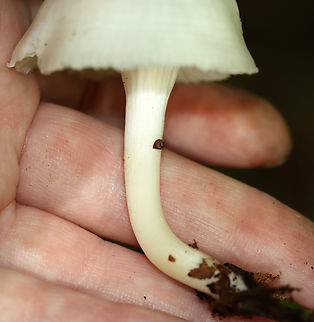 Snowy Waxcap - Cuphophyllus virgineus Cap was convex, hygrophanous, white, and had a tattered margin with horizontal lines that looked like lines of latitude. White, nearly distant, decurrent gills with frequent short gills. White stipe that curved at the base and had a yellow tint.

Habitat: Growing on the ground in a deciduous forest.
https://www.jungledragon.com/image/145403/snowy_waxcap_-_cuphophyllus_virgineus.html
https://www.jungledragon.com/image/145399/snowy_waxcap_-_cuphophyllus_virgineus.html
https://www.jungledragon.com/image/145400/snowy_waxcap_-_cuphophyllus_virgineus.html
https://www.jungledragon.com/image/145402/snowy_waxcap_-_cuphophyllus_virgineus.html
https://www.jungledragon.com/image/145401/snowy_waxcap_-_cuphophyllus_virgineus.html Cuphophyllus virgineus,Fall,Geotagged,Snowy Waxcap,United States