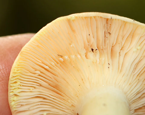 Yellow-staining Milkcap - Lactarius vinaceorufescens The cap was convex with an inrolled margin. Color was pinkish tan. The gills oozed latex, which was initially white, but turned yellow within a few seconds on exposure to air.

Habitat: Mixed forest Fall,Geotagged,Lactarius vinaceorufescens,United States,Yellow-staining milkcap,fungus,lactarius,milkcap,mushroom